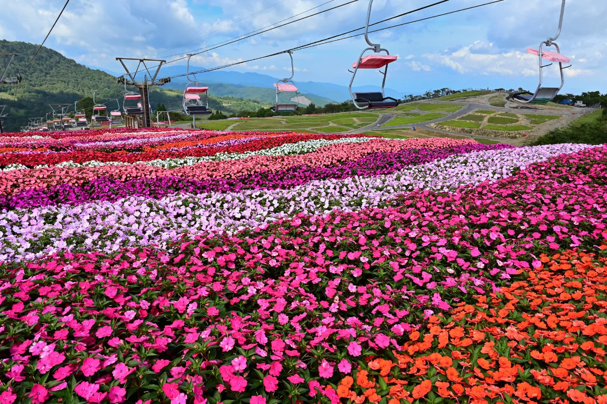 茶臼山高原2