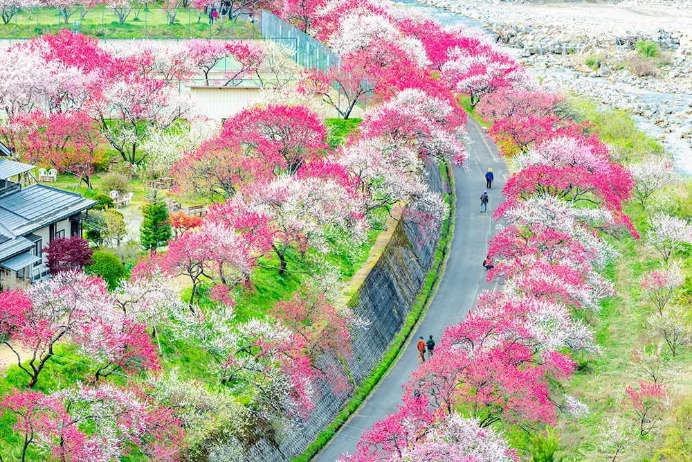 花桃の里
