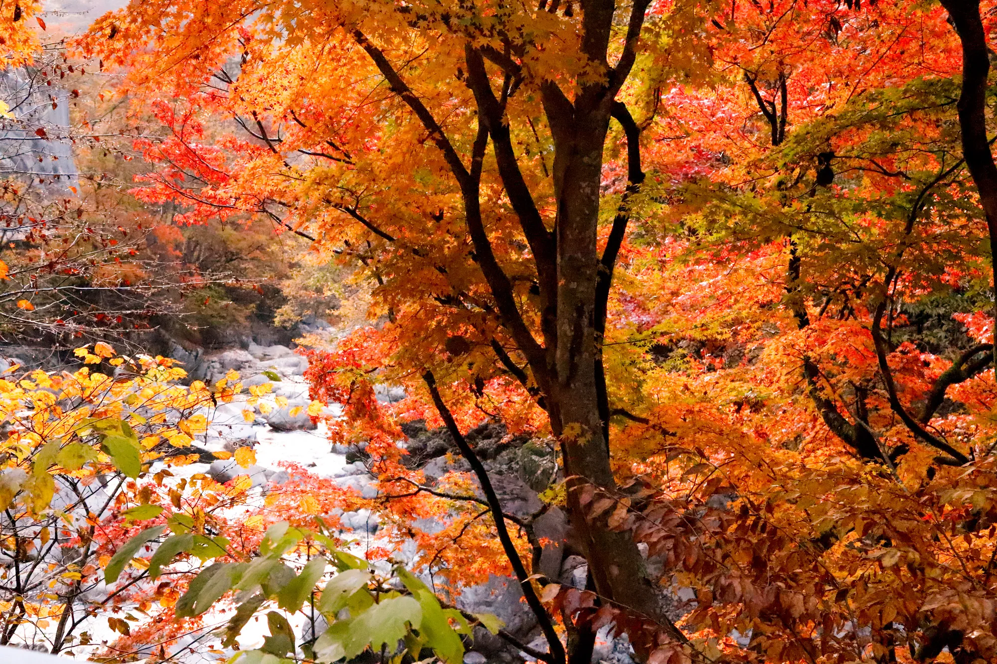 紅葉に彩られる丸畑渓谷